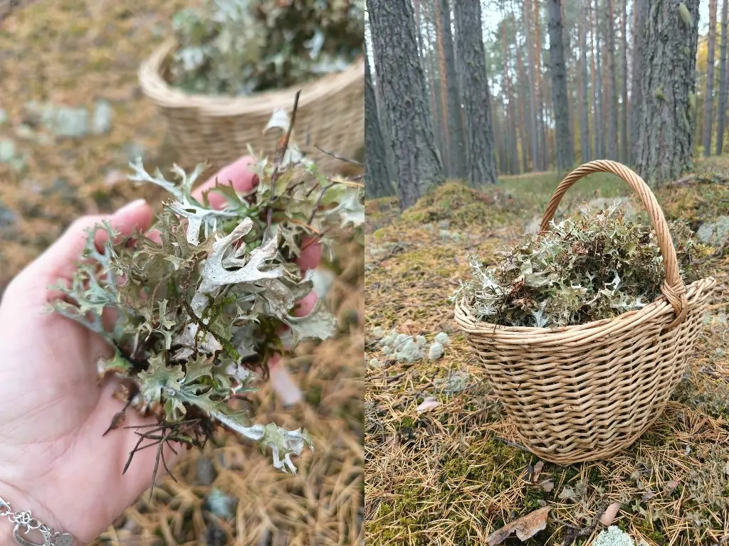 Исландский мох начали собирать в лесах Карелии: рассказываем, зачем