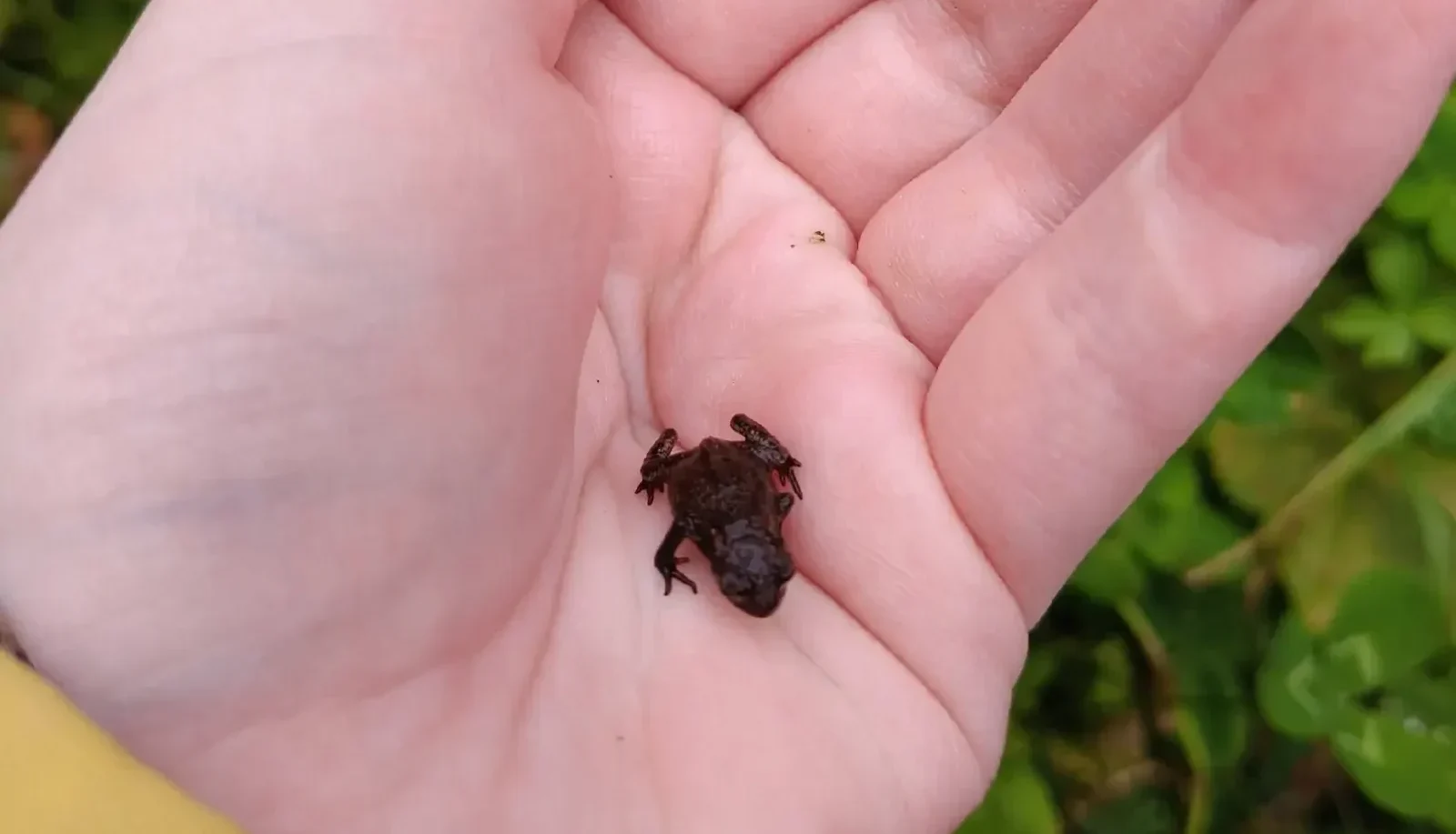 Лягушата готовятся к зимней спячке в Ботаническом саду ПетрГУ
