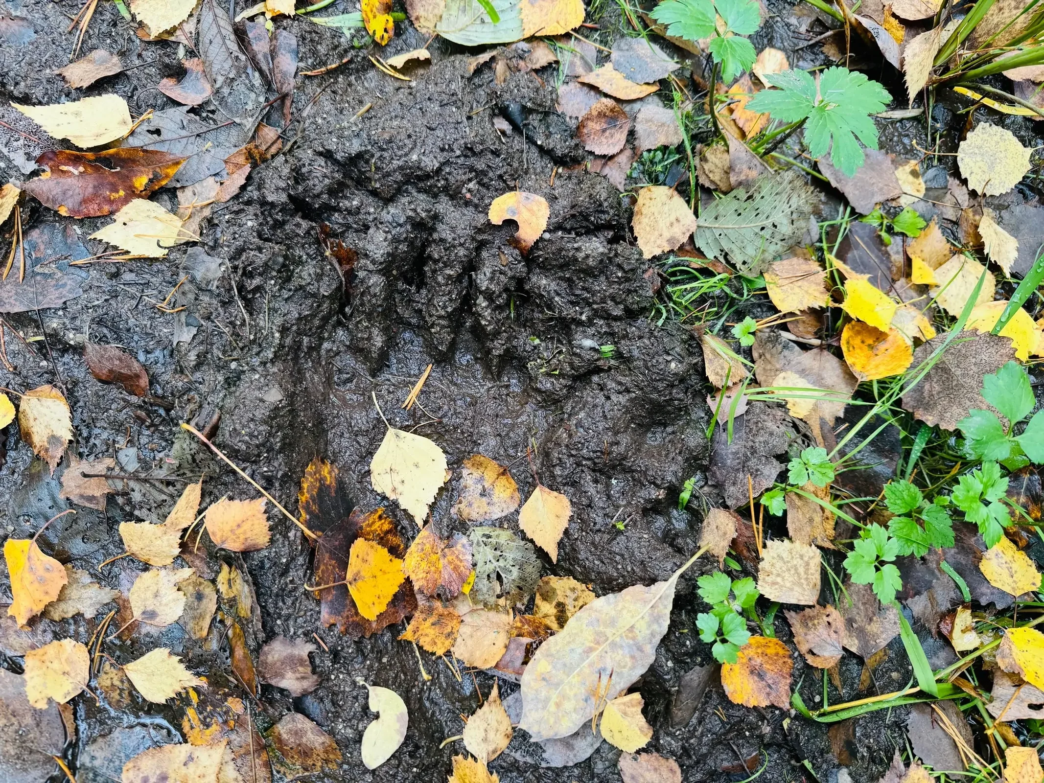 След медведя в лесу