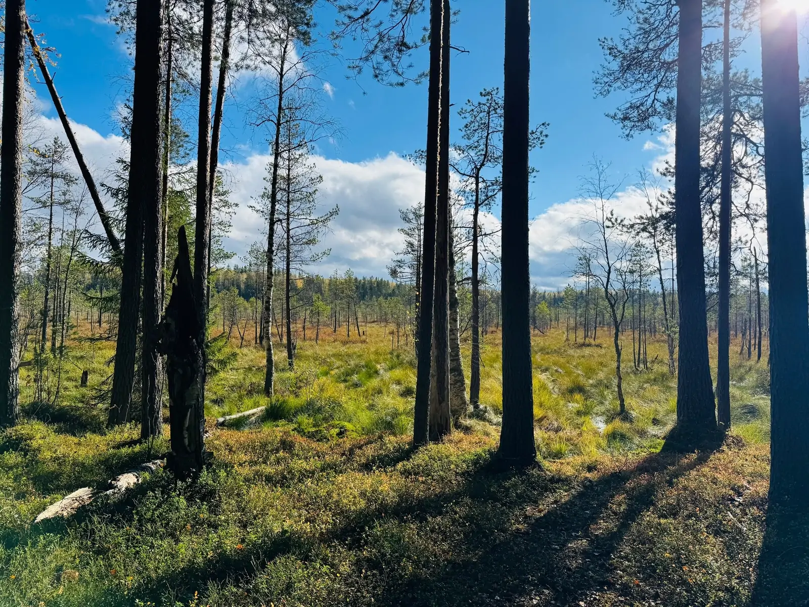 Лес в тайге осенью