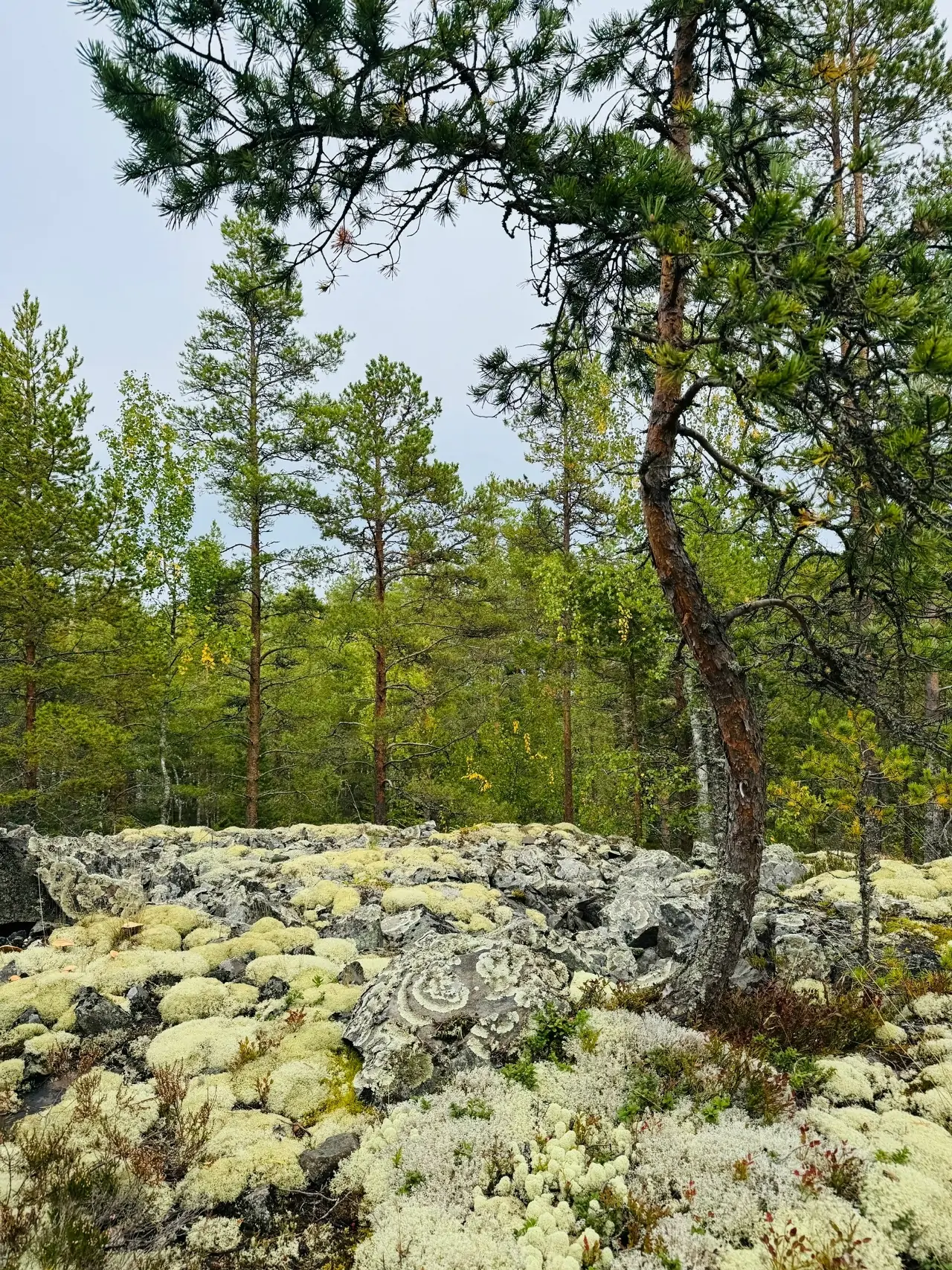 Лишайники на камнях в Прионежском районе Карелии