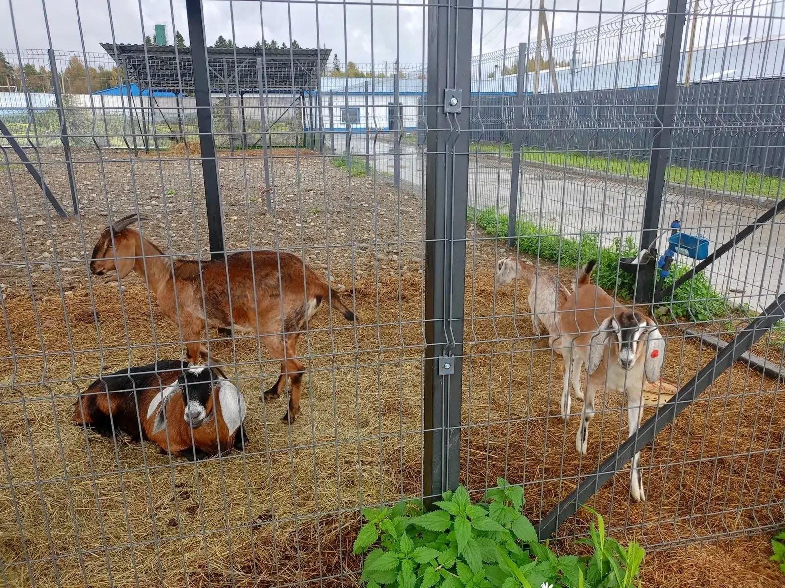 Ферма в Карелии стала точкой притяжения агротуризма