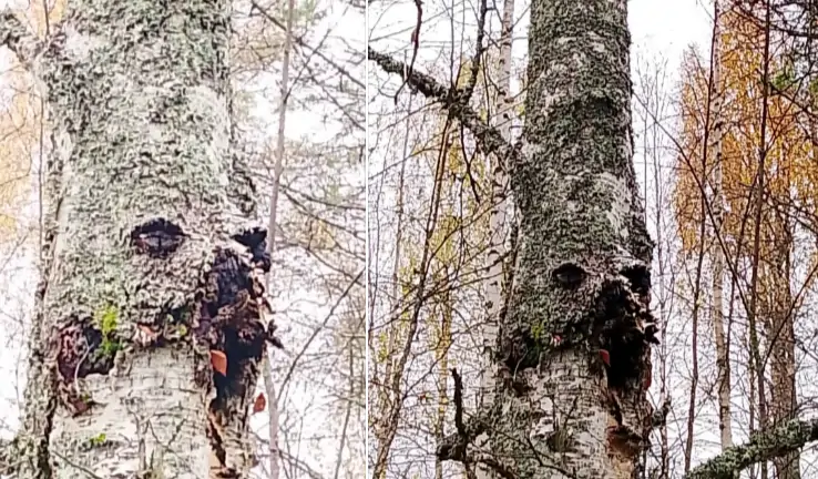 Причудливая иллюзия: жители Карелии заметили в лесу дерево с глазами, носом и ртом