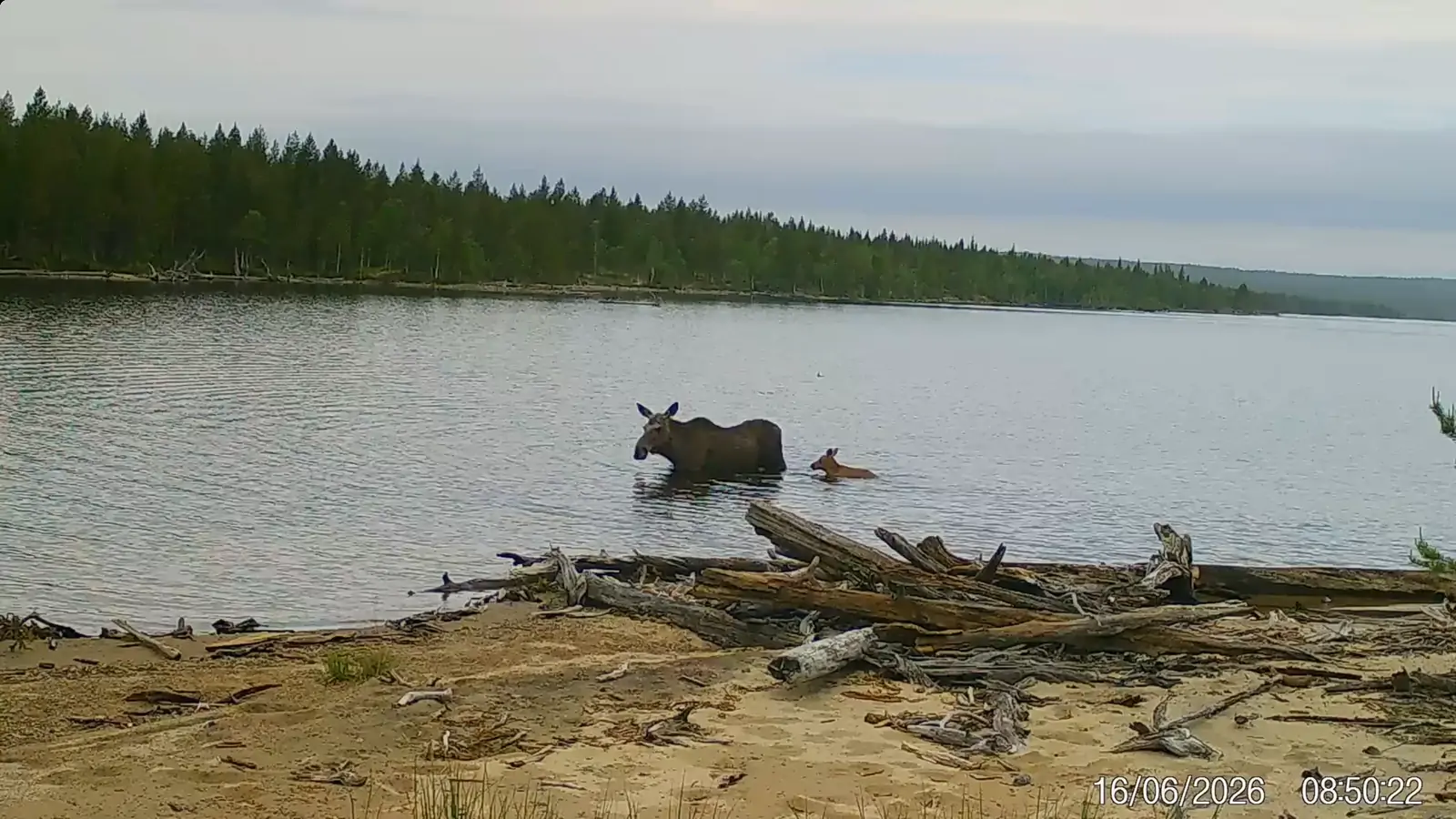 Фотоловушка в Лапландском заповеднике поймала в кадр первое купание крошечного лосёнка