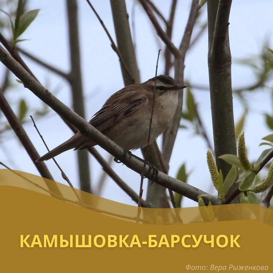 Птицы из Карелии и Ленинградской области зимуют в Африке и Европе
