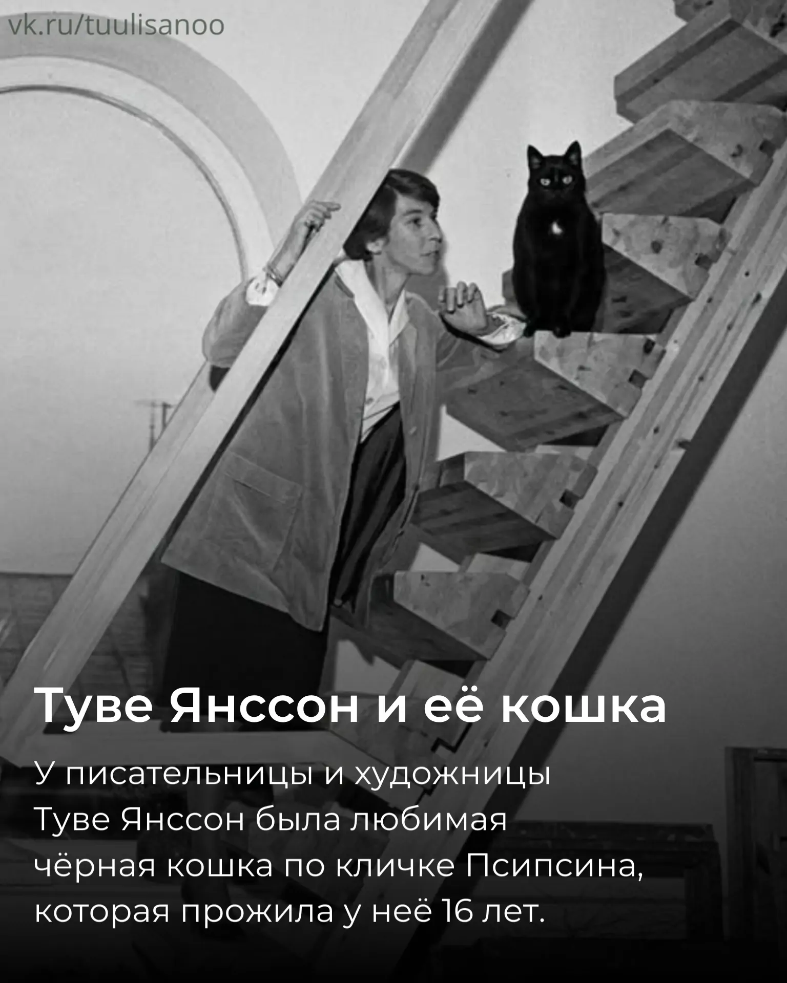 Историю кошки писательницы Туве Янссон рассказали в паблике о Финляндии