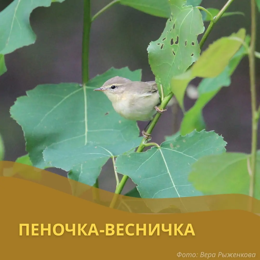 Птицы из Карелии и Ленинградской области зимуют в Африке и Европе