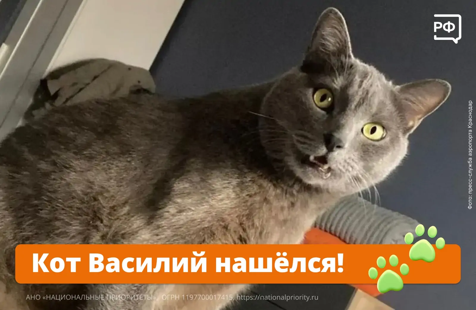 Пропавшего в аэропорту Краснодара кота Василия чудом нашли