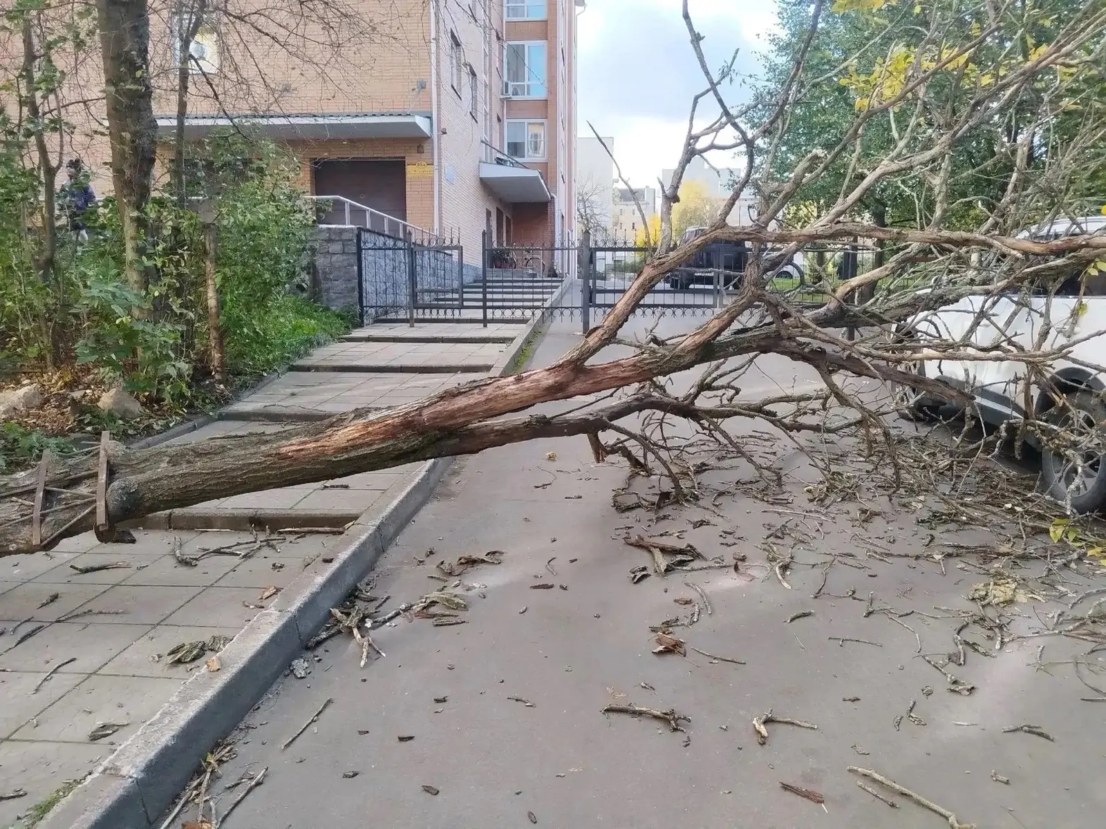 Дерево рухнуло на дорогу и авто в Петрозаводске