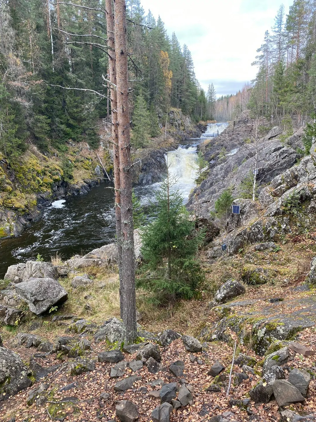Кивач
