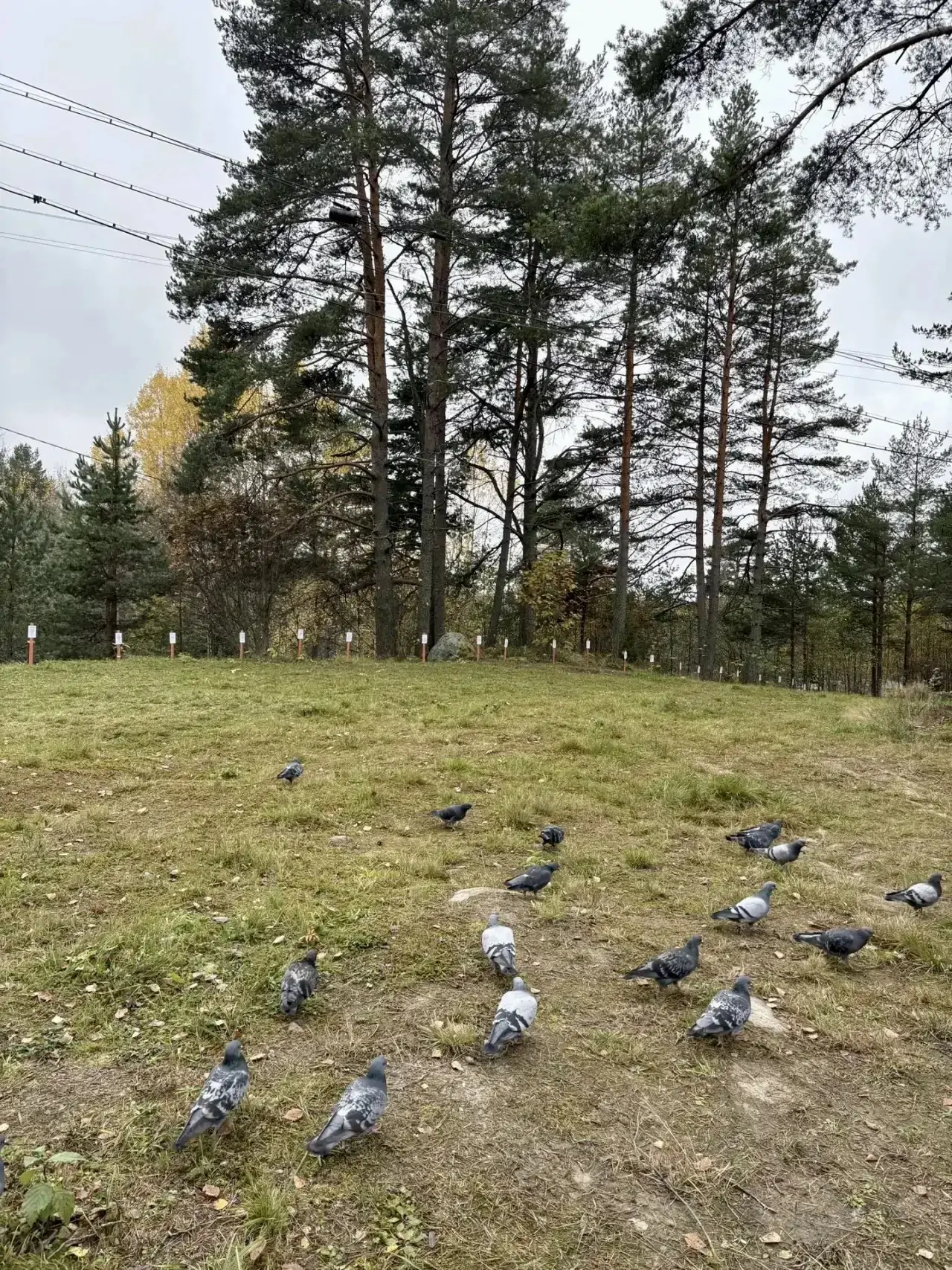 Память героев СВО: в карельской Эссойле высадили 37 именных кленов