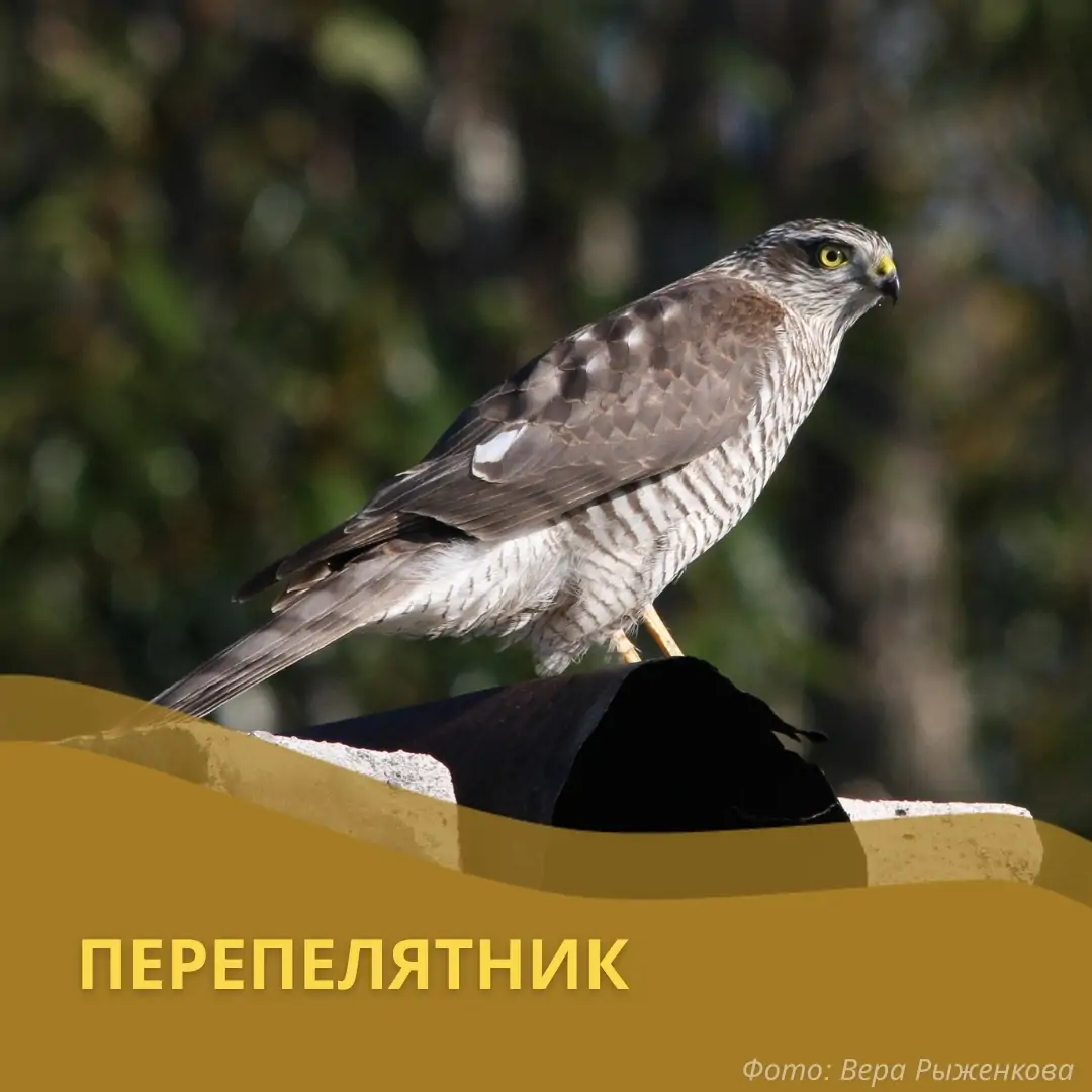 Птицы из Карелии и Ленинградской области зимуют в Африке и Европе