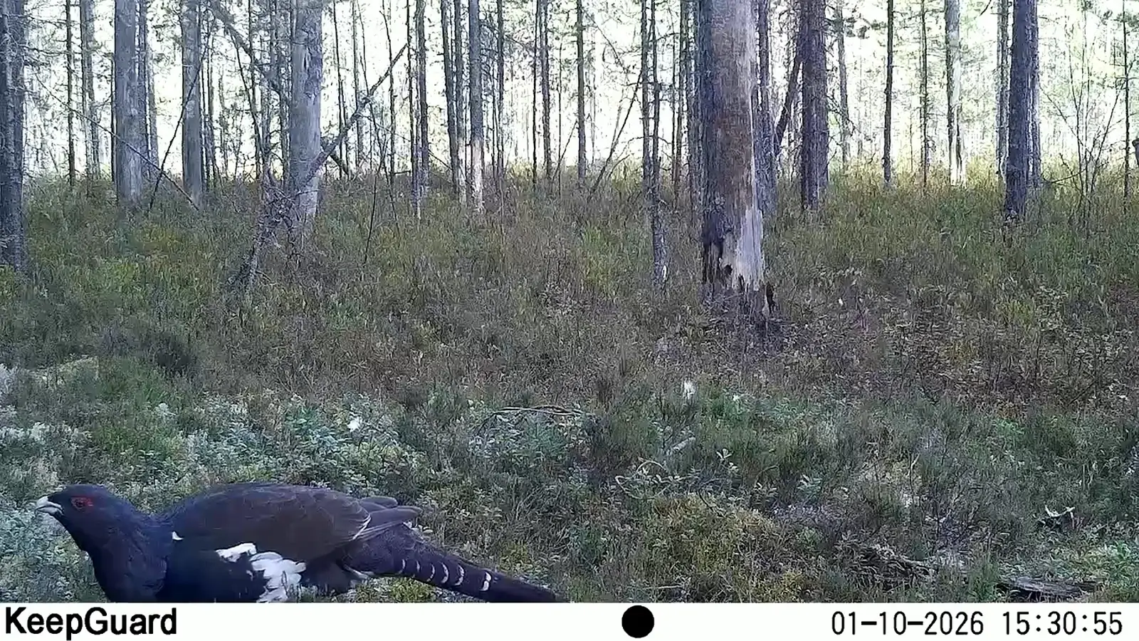 Прогулка глухаря попала в объектив скрытой камеры в Карелии
