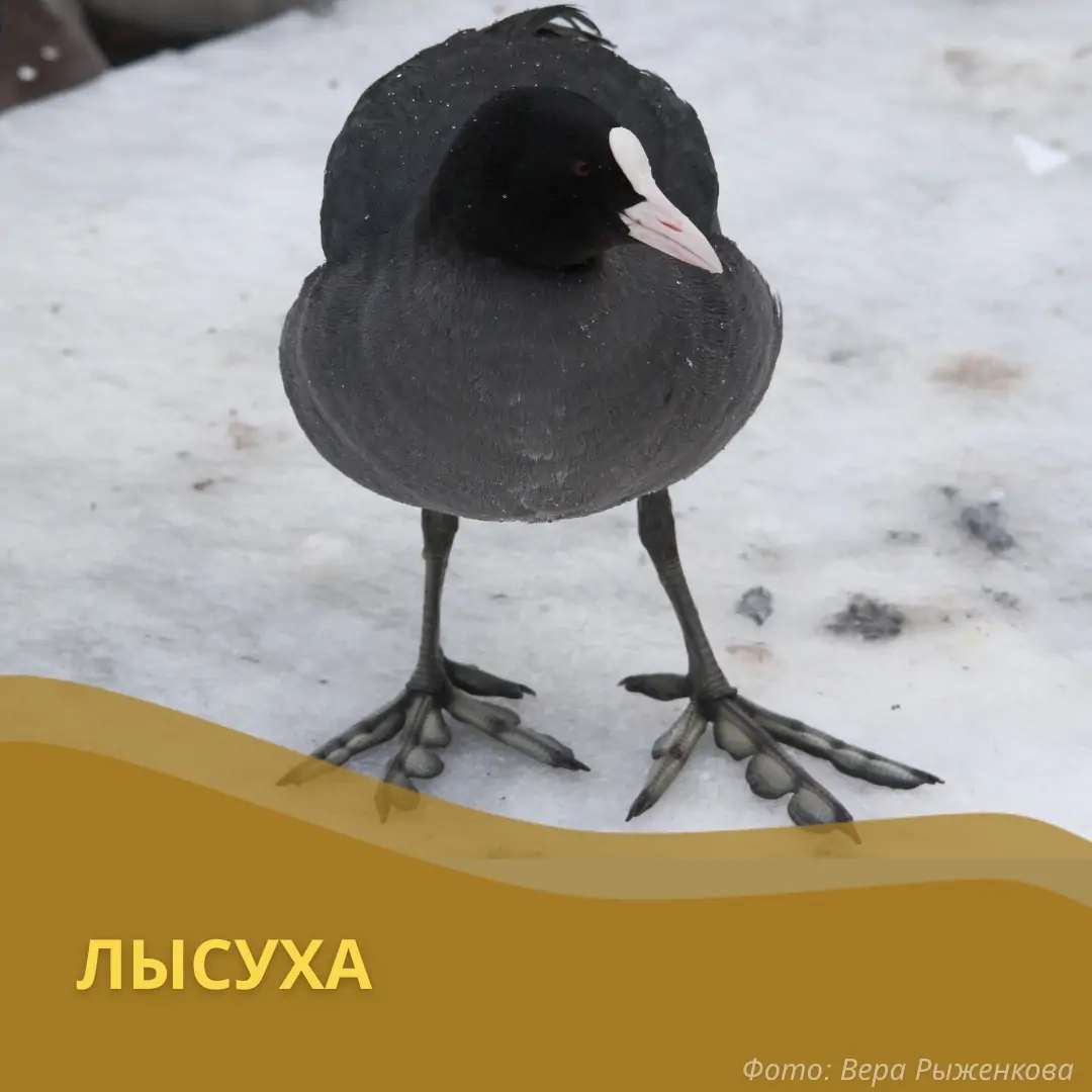 Птицы из Карелии и Ленинградской области зимуют в Африке и Европе