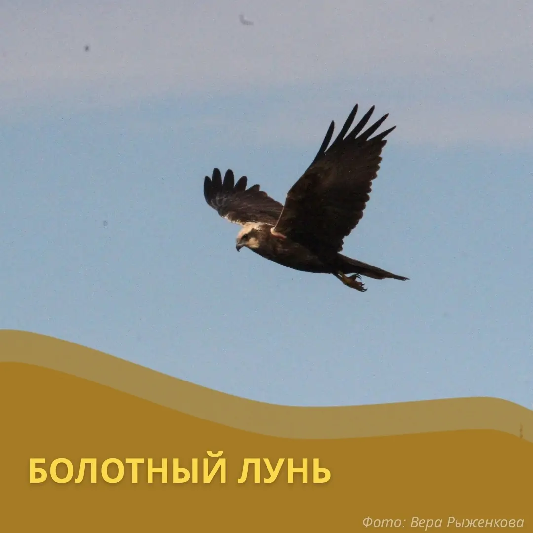 Птицы из Карелии и Ленинградской области зимуют в Африке и Европе