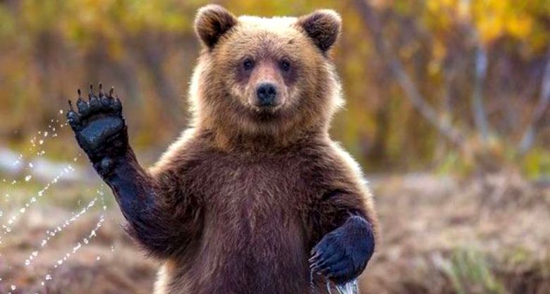 «Месиво из линий, пятен и цветов». Мнения о логотипе «Сделано в Карелии»