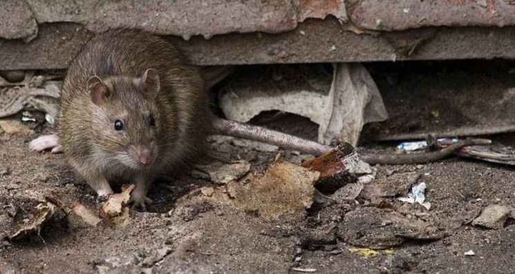 В Петрозаводске начали травить крыс. Мэрия опубликовала график по районам