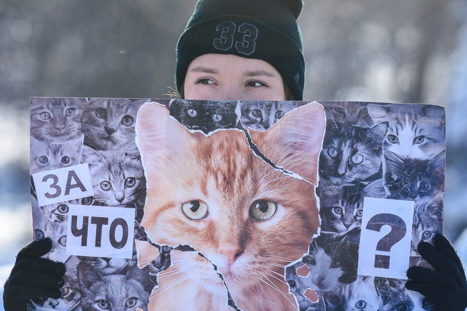 Петрозаводские зоозащитники выйдут на пикет