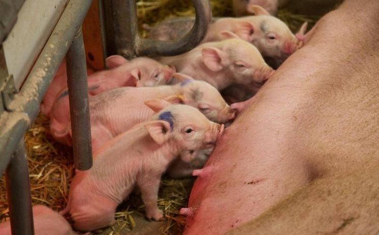 2000 свиней забьют в Финляндии из-за эпидемии. Нам стоит бояться?