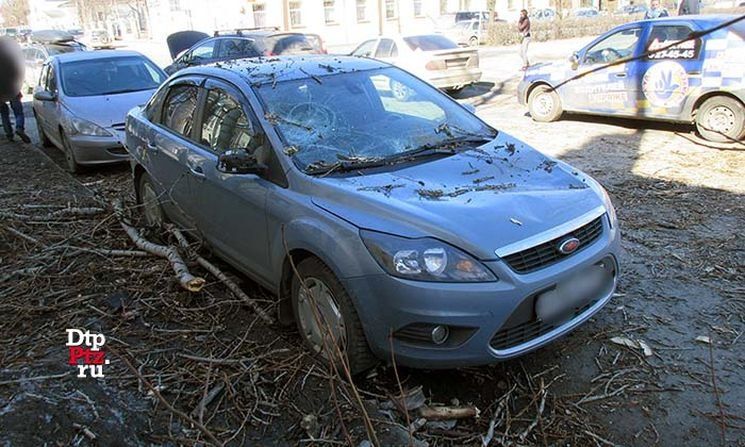 Спиленное дерево в Петрозаводске упало на два автомобиля
