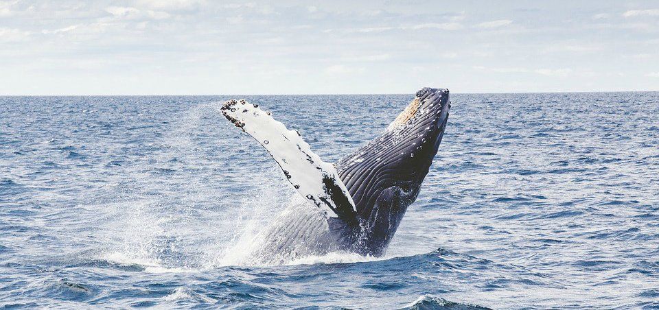 Канадская художница покажет в Петрозаводске китов