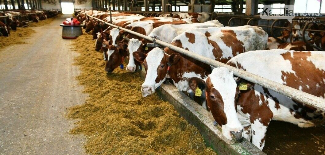 Парфенчиков: «карельские коровы востребованы в Чечне и Беларуси»