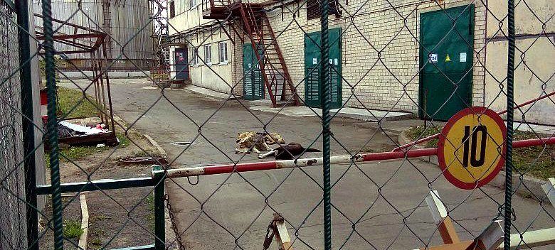 На некоторых предприятиях Петрозаводска прикармливают бездомных собак. Мэрия решила обратиться в прокуратуру города
