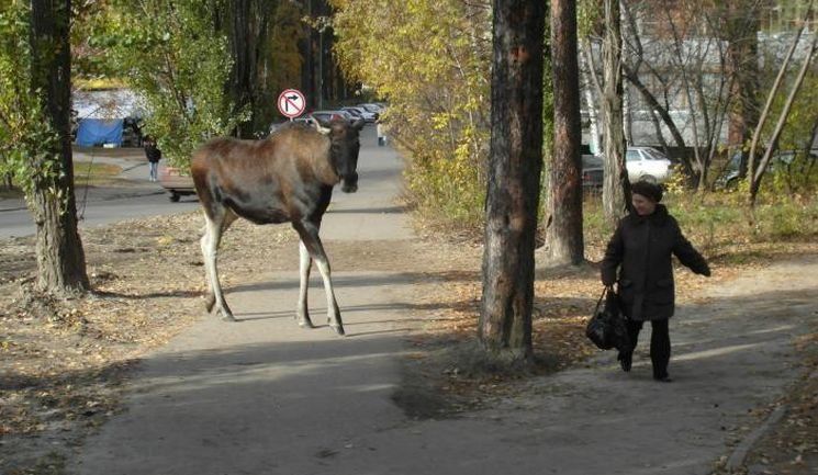 Лося на Древлянке запечатлели городские камеры