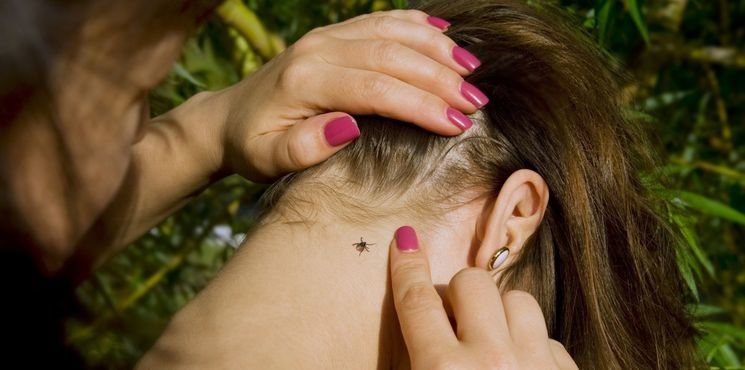 Более 1700 человек покусали клещи с начала года в Карелии