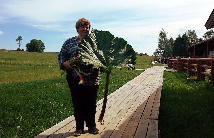 Гигантский ревень вырастили на огороде на острове Кижи