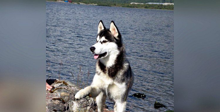 Потерявшаяся в Карелии собака спустя 5 лет нашла дорогу домой