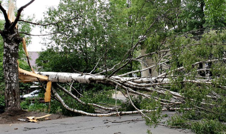 Автомобилисты Петрозаводска делятся фотографиями упавших деревьев