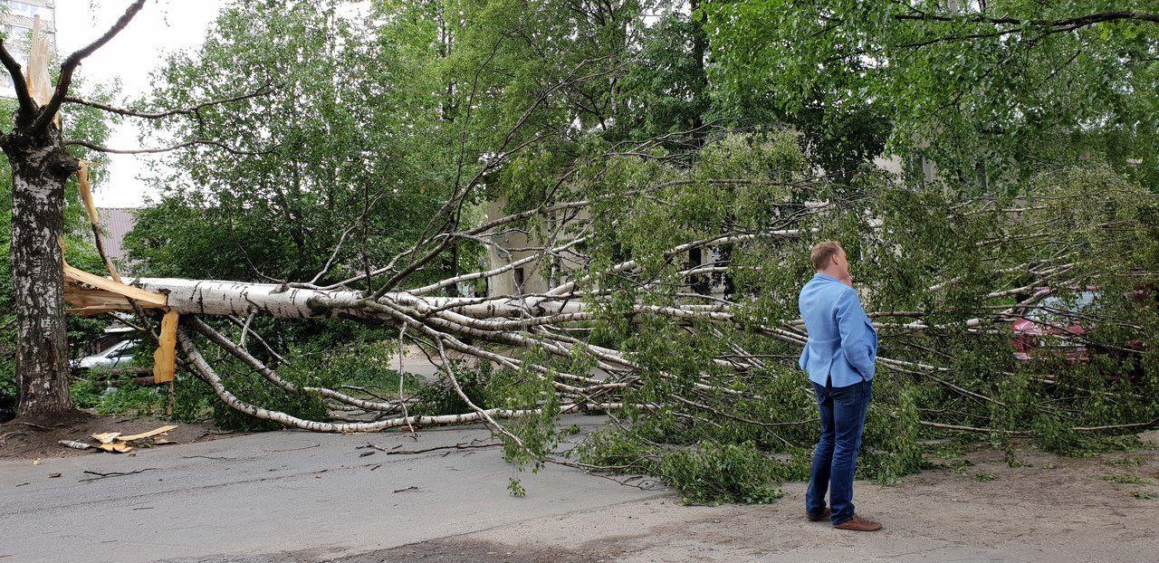 Упавшее Дерево Фото