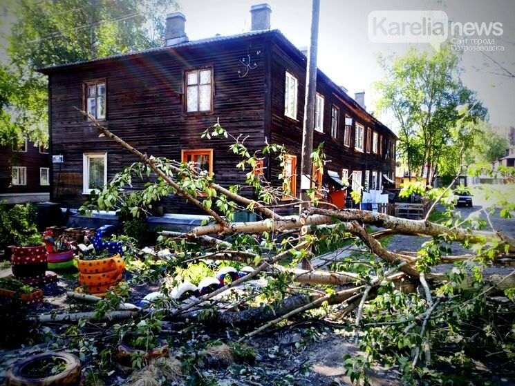 Очередной тополь упал в Петрозаводске. Жители боятся находиться дома, когда дует ветер