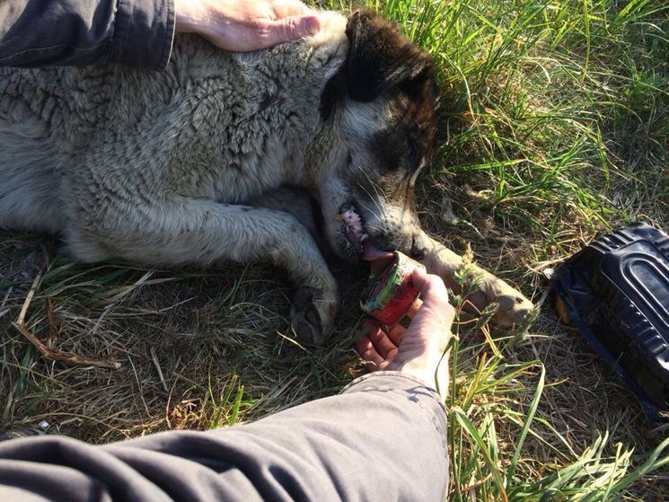 Зоозащитники спасли собаку, в пасти которой застряла консервная банка