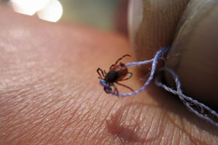 Клещи не кусают только в одном районе Карелии