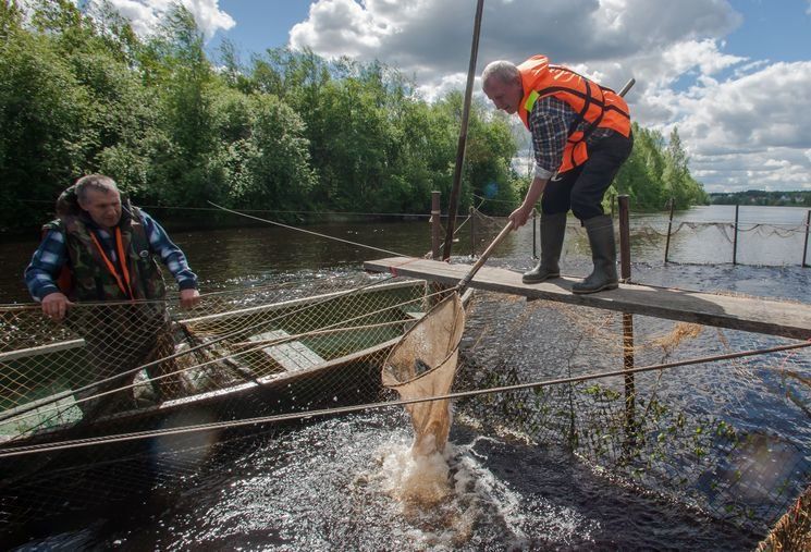 Рыбоводство побеждает рыболовство. Жители карельской деревни проиграли войну форелеводам