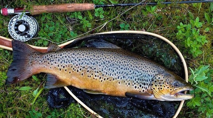 Карельский рыбовод заявил об угрозе исчезновения кумжи, а также жемчужницы