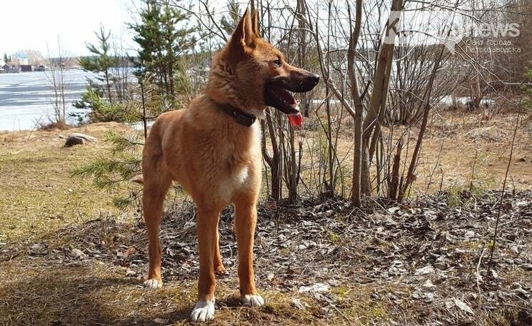 Щенок больше полгода прожил в глубоком колодце