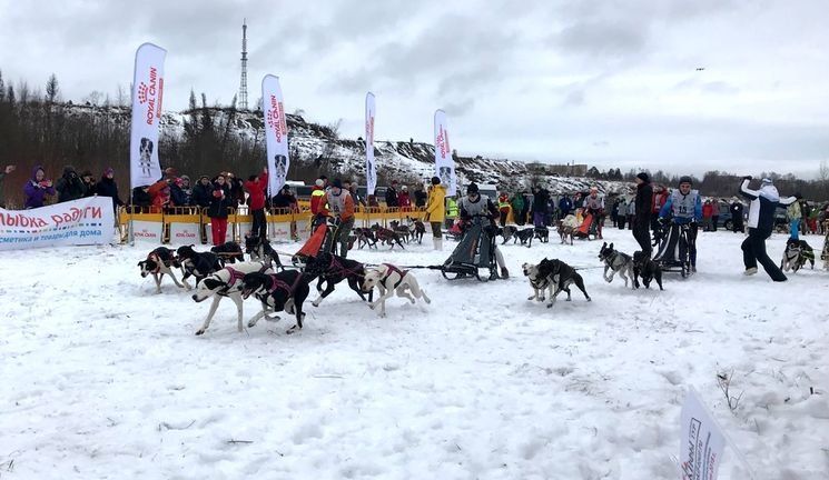 Виктор Симонов заявил о закрытии гонки на собачьих упряжках «По Земле Сампо»