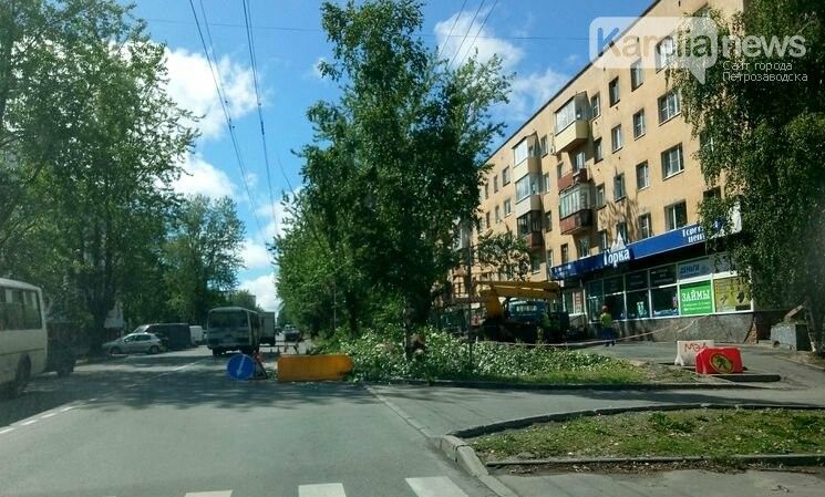 Проспект Невского частично перекрыли из-за старых тополей