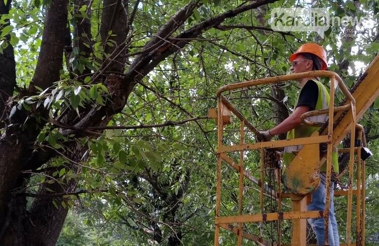Семейство дроздов спасено во время сноса тополей. Смотрим, как это было