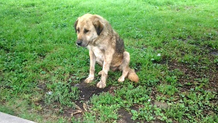 Под Петрозаводском неизвестные массово отравили собак