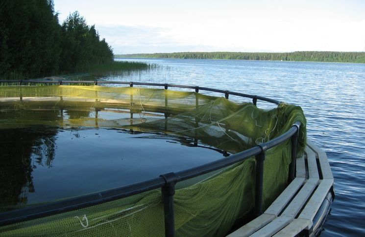 Жители карельской деревни не пустили форелеводов в залив своего озера