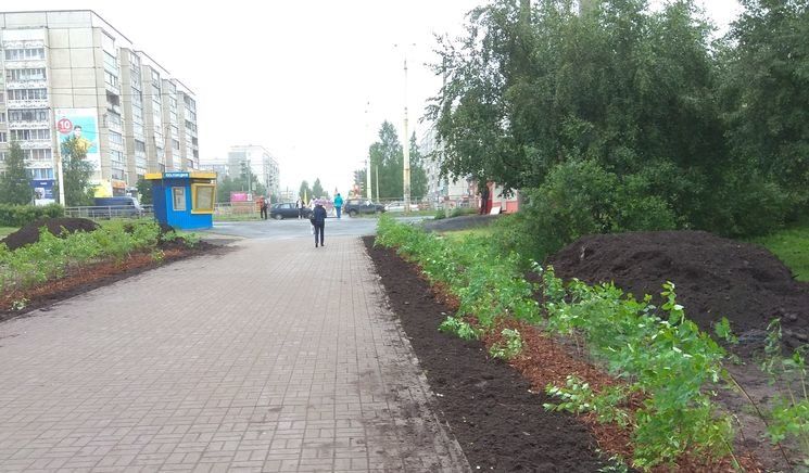 Мэрия решила бороться с нелегальными торговцами… кустами