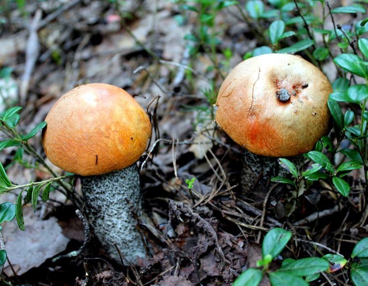В Карелии пошли грибы. Жители республики хвастаются подосиновиками и подберезовиками