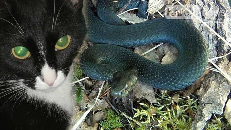 Кошка-мангуст уничтожает змей в дачном кооперативе
