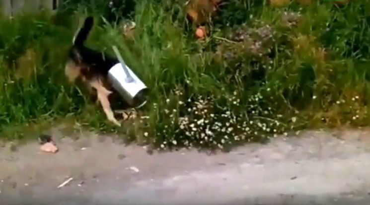Мужчина в Карелии спас собаку, голова которой угодила в лейку