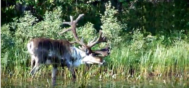 «Жарко олешке»: у озера Вангозеро гуляет олень