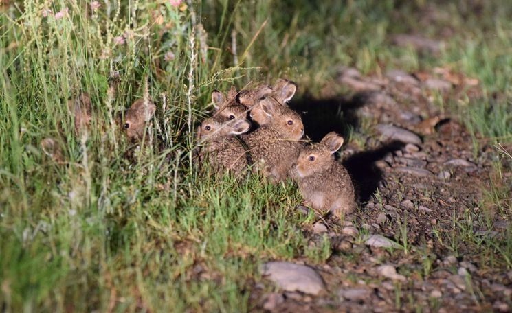 10 зайчат, не считая мамы. Житель Костомукши сделал уникальное фото